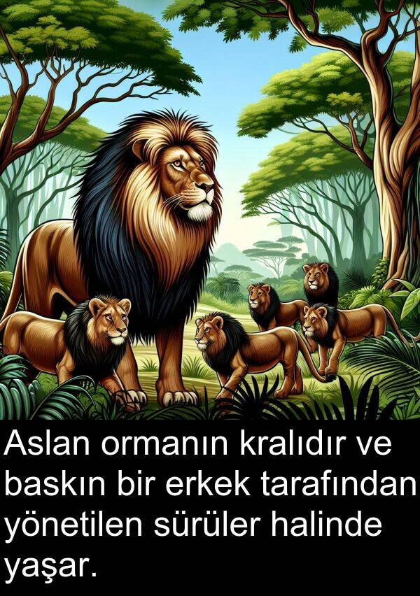 kralıdır: Aslan ormanın kralıdır ve baskın bir erkek tarafından yönetilen sürüler halinde yaşar.
