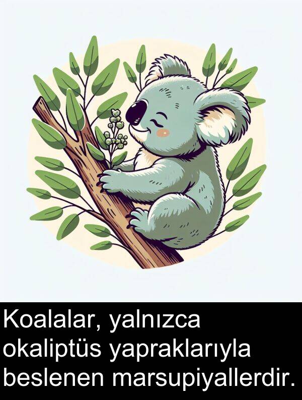 beslenen: Koalalar, yalnızca okaliptüs yapraklarıyla beslenen marsupiyallerdir.