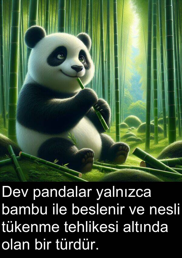 nesli: Dev pandalar yalnızca bambu ile beslenir ve nesli tükenme tehlikesi altında olan bir türdür.