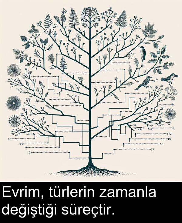 zamanla: Evrim, türlerin zamanla değiştiği süreçtir.
