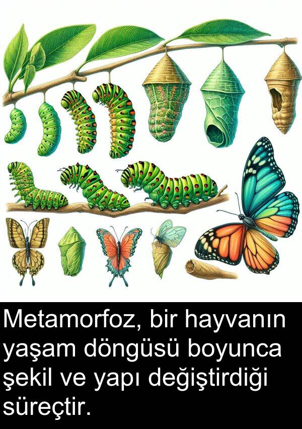yapı: Metamorfoz, bir hayvanın yaşam döngüsü boyunca şekil ve yapı değiştirdiği süreçtir.