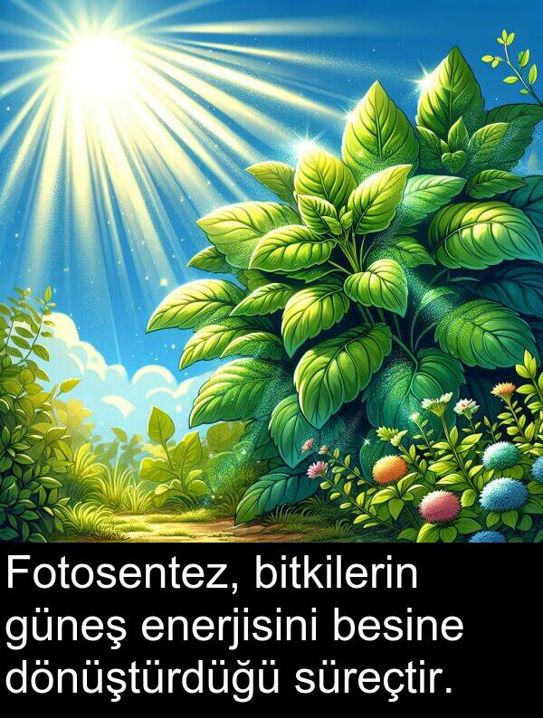 besine: Fotosentez, bitkilerin güneş enerjisini besine dönüştürdüğü süreçtir.