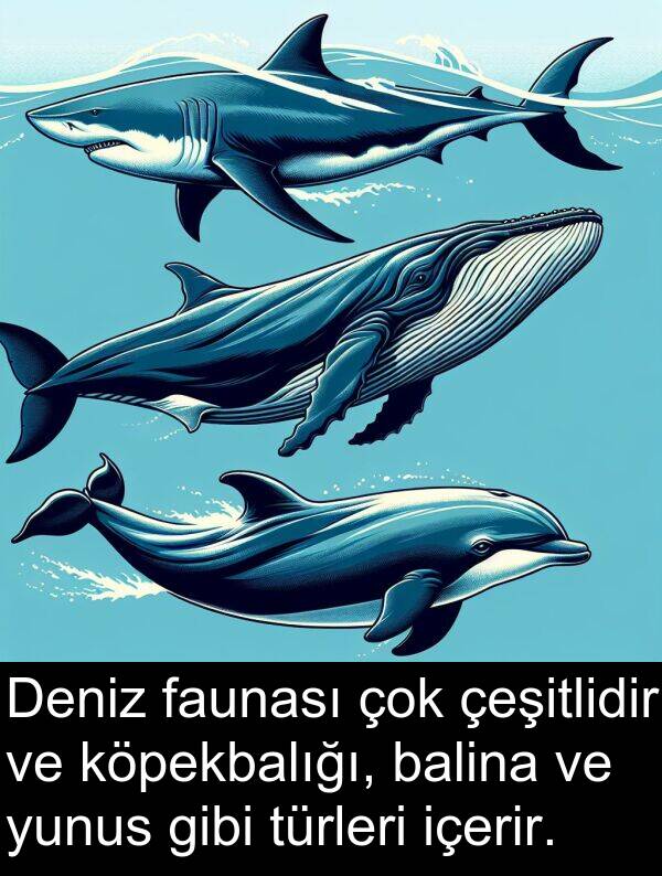 faunası: Deniz faunası çok çeşitlidir ve köpekbalığı, balina ve yunus gibi türleri içerir.