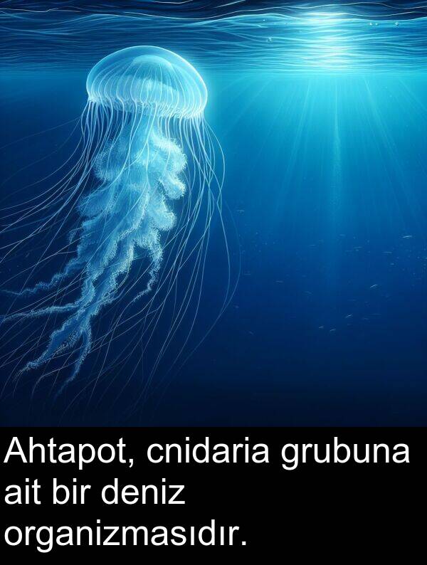 ait: Ahtapot, cnidaria grubuna ait bir deniz organizmasıdır.