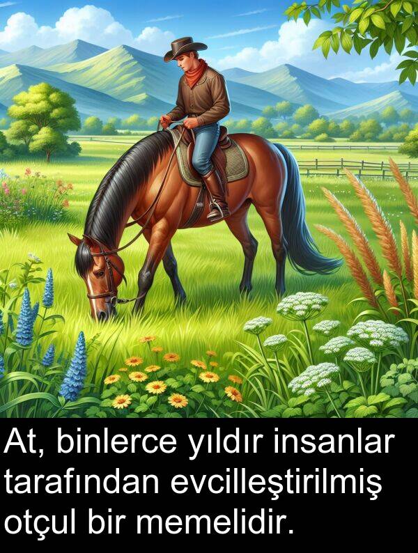 insanlar: At, binlerce yıldır insanlar tarafından evcilleştirilmiş otçul bir memelidir.