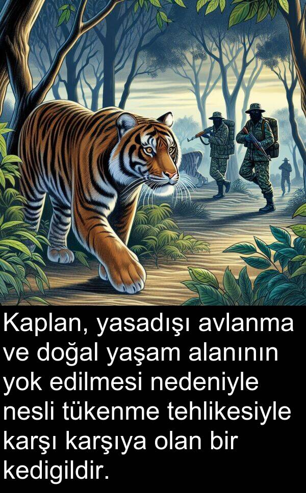 nedeniyle: Kaplan, yasadışı avlanma ve doğal yaşam alanının yok edilmesi nedeniyle nesli tükenme tehlikesiyle karşı karşıya olan bir kedigildir.