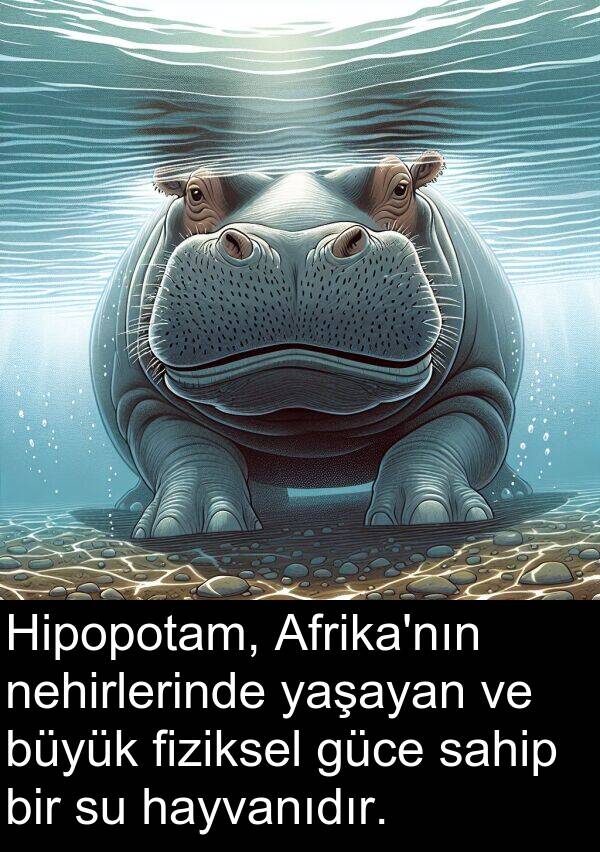 fiziksel: Hipopotam, Afrika'nın nehirlerinde yaşayan ve büyük fiziksel güce sahip bir su hayvanıdır.