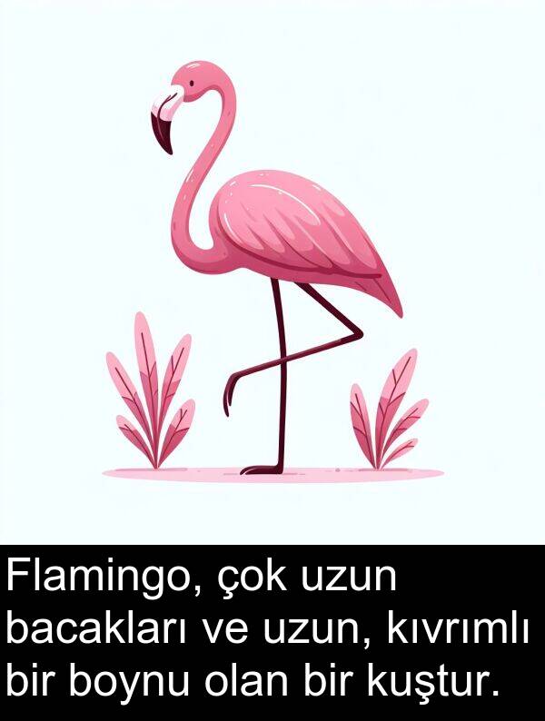 bacakları: Flamingo, çok uzun bacakları ve uzun, kıvrımlı bir boynu olan bir kuştur.