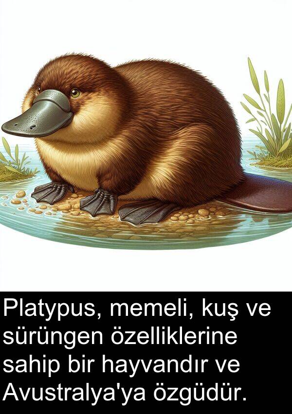 sahip: Platypus, memeli, kuş ve sürüngen özelliklerine sahip bir hayvandır ve Avustralya'ya özgüdür.