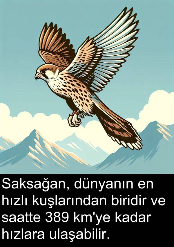 saatte: Saksağan, dünyanın en hızlı kuşlarından biridir ve saatte 389 km'ye kadar hızlara ulaşabilir.