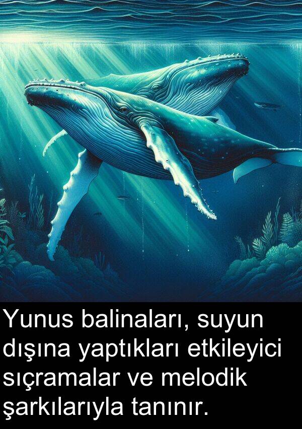 yaptıkları: Yunus balinaları, suyun dışına yaptıkları etkileyici sıçramalar ve melodik şarkılarıyla tanınır.