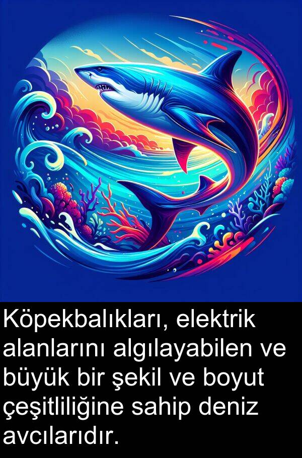 sahip: Köpekbalıkları, elektrik alanlarını algılayabilen ve büyük bir şekil ve boyut çeşitliliğine sahip deniz avcılarıdır.