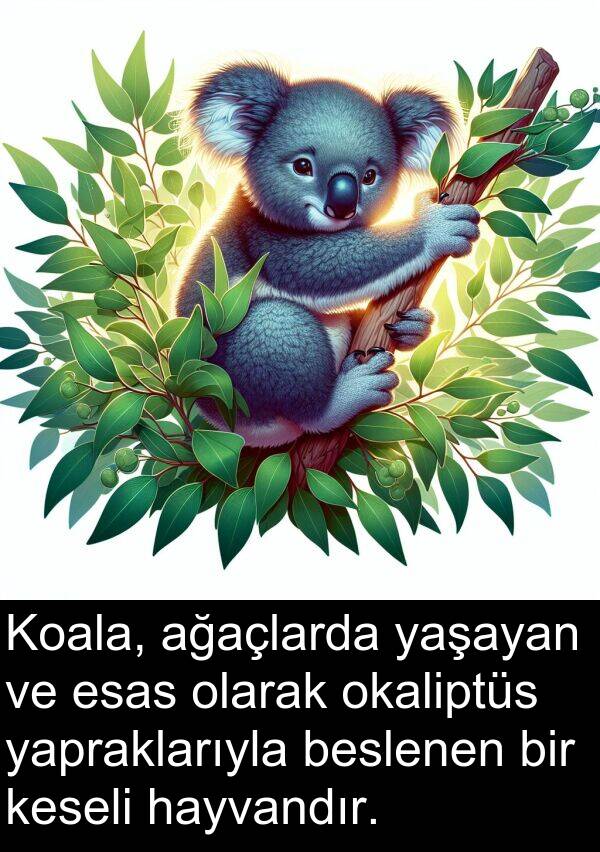 ağaçlarda: Koala, ağaçlarda yaşayan ve esas olarak okaliptüs yapraklarıyla beslenen bir keseli hayvandır.