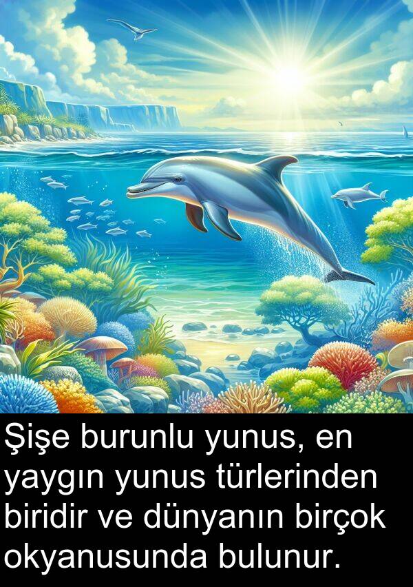 biridir: Şişe burunlu yunus, en yaygın yunus türlerinden biridir ve dünyanın birçok okyanusunda bulunur.