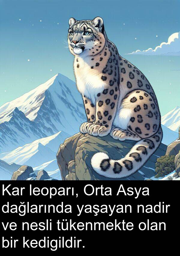 nadir: Kar leoparı, Orta Asya dağlarında yaşayan nadir ve nesli tükenmekte olan bir kedigildir.