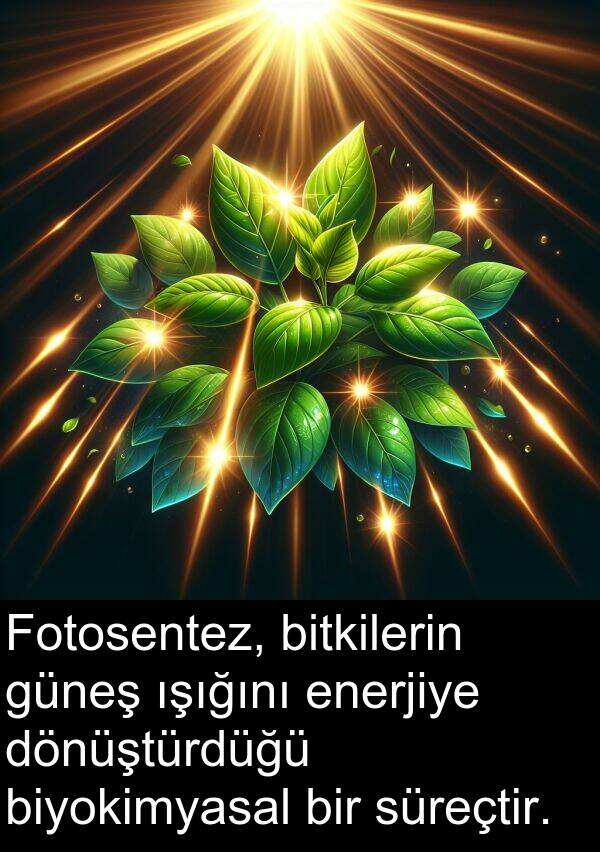 biyokimyasal: Fotosentez, bitkilerin güneş ışığını enerjiye dönüştürdüğü biyokimyasal bir süreçtir.