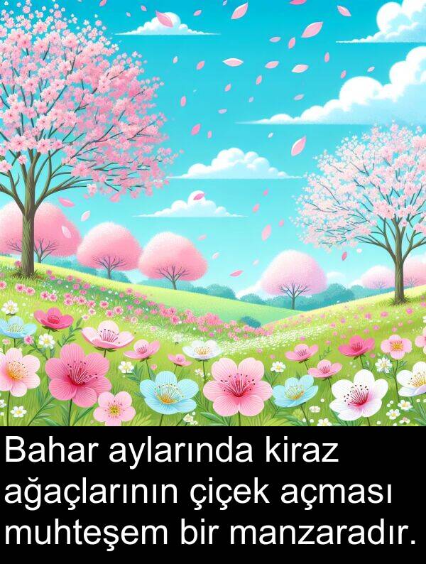 açması: Bahar aylarında kiraz ağaçlarının çiçek açması muhteşem bir manzaradır.