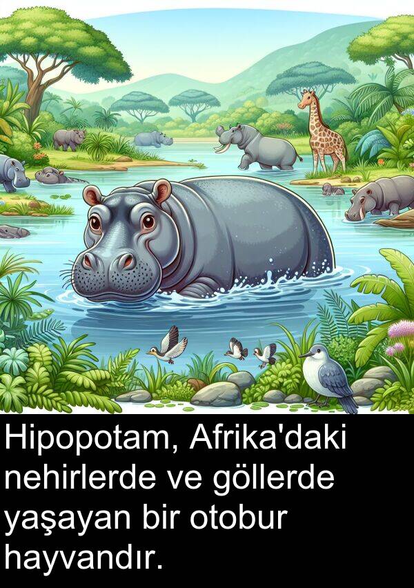 nehirlerde: Hipopotam, Afrika'daki nehirlerde ve göllerde yaşayan bir otobur hayvandır.