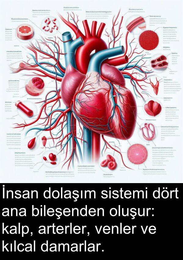 kalp: İnsan dolaşım sistemi dört ana bileşenden oluşur: kalp, arterler, venler ve kılcal damarlar.