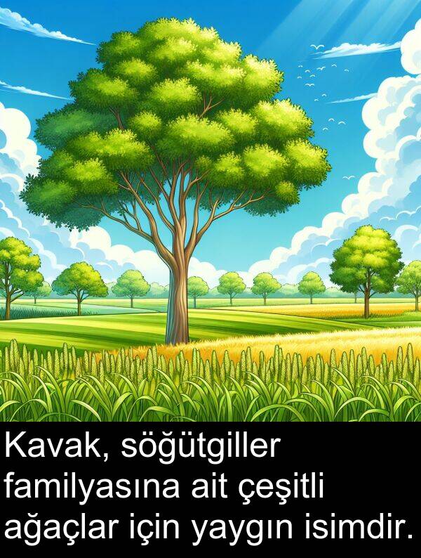 ağaçlar: Kavak, söğütgiller familyasına ait çeşitli ağaçlar için yaygın isimdir.
