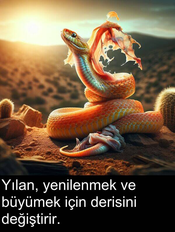 büyümek: Yılan, yenilenmek ve büyümek için derisini değiştirir.