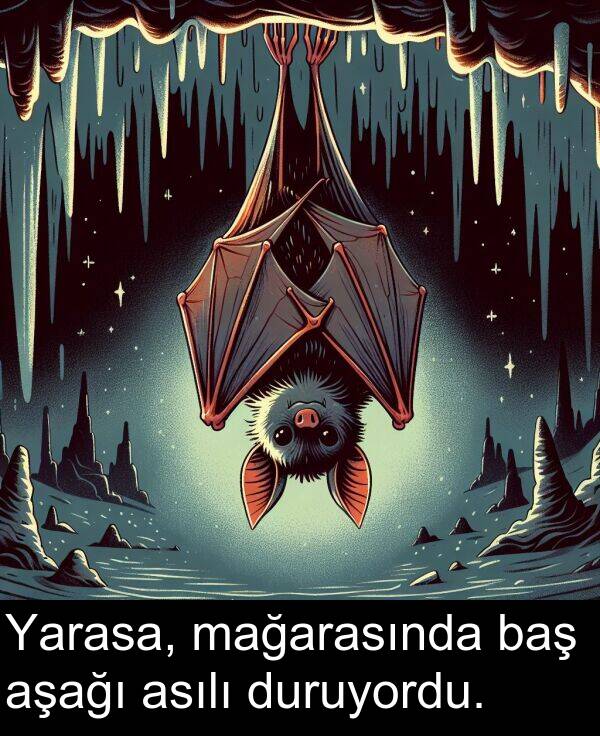 baş: Yarasa, mağarasında baş aşağı asılı duruyordu.