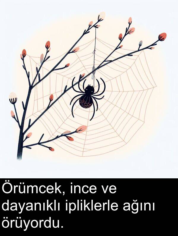 ağını: Örümcek, ince ve dayanıklı ipliklerle ağını örüyordu.