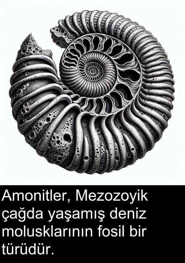 fosil: Amonitler, Mezozoyik çağda yaşamış deniz molusklarının fosil bir türüdür.