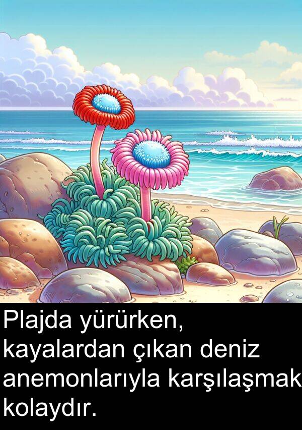 çıkan: Plajda yürürken, kayalardan çıkan deniz anemonlarıyla karşılaşmak kolaydır.
