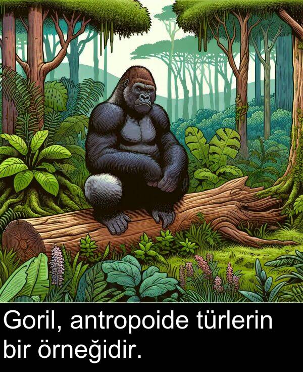 örneğidir: Goril, antropoide türlerin bir örneğidir.
