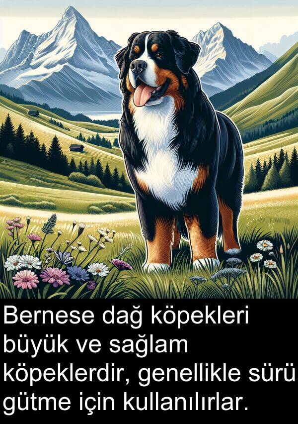 sağlam: Bernese dağ köpekleri büyük ve sağlam köpeklerdir, genellikle sürü gütme için kullanılırlar.