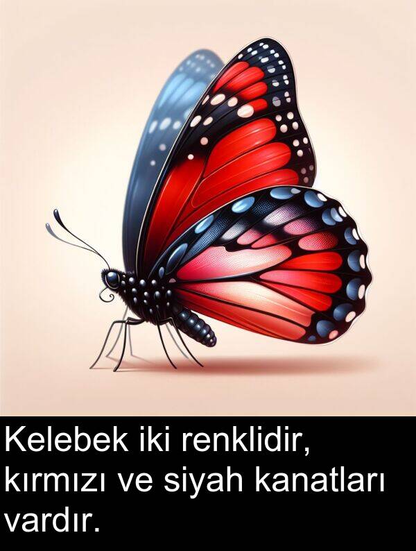 kanatları: Kelebek iki renklidir, kırmızı ve siyah kanatları vardır.