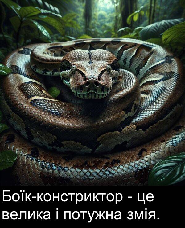 велика: Боїк-констриктор - це велика і потужна змія.