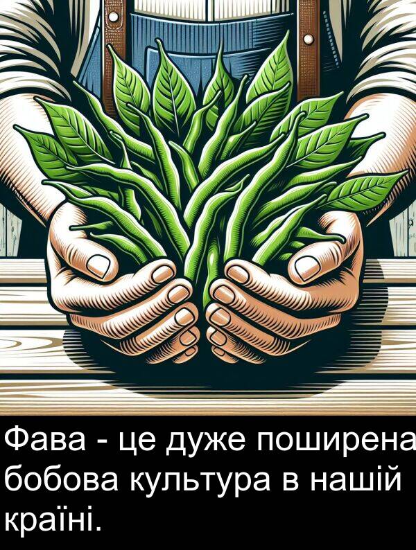 країні: Фава - це дуже поширена бобова культура в нашій країні.