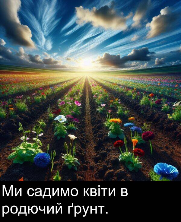 садимо: Ми садимо квіти в родючий ґрунт.