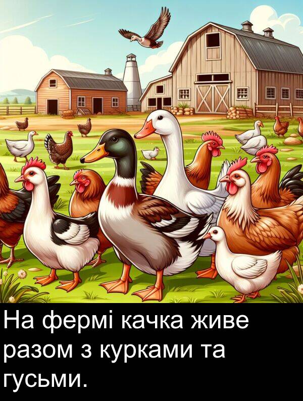 живе: На фермі качка живе разом з курками та гусьми.