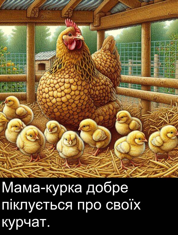 своїх: Мама-курка добре піклується про своїх курчат.