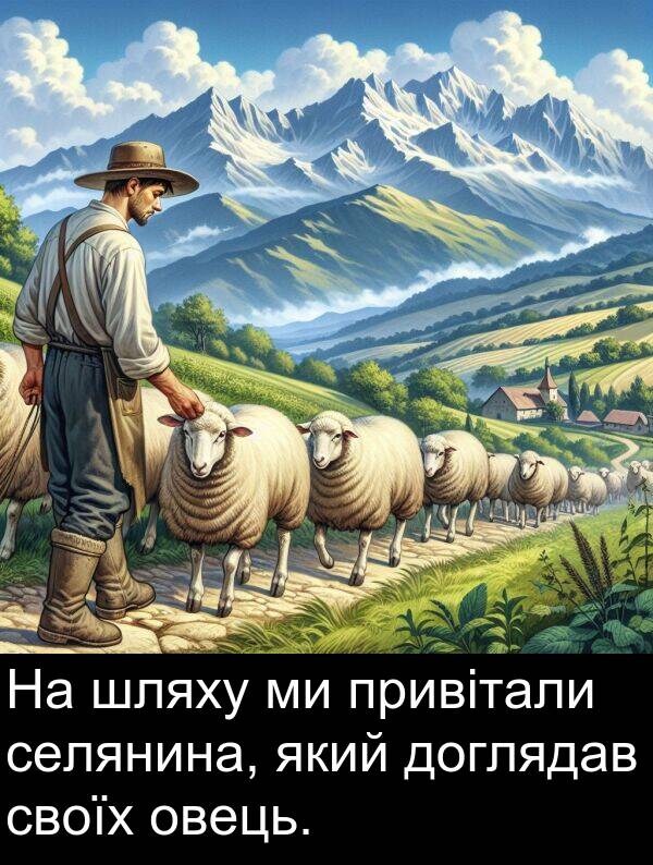 овець: На шляху ми привітали селянина, який доглядав своїх овець.