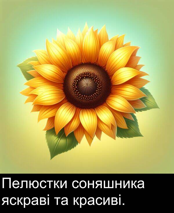 красиві: Пелюстки соняшника яскраві та красиві.