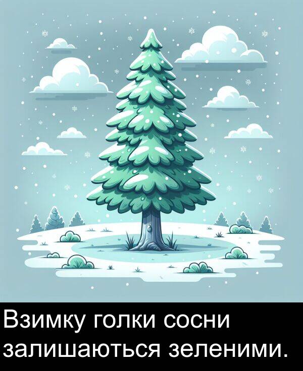 голки: Взимку голки сосни залишаються зеленими.