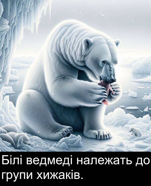 хижаків: Білі ведмеді належать до групи хижаків.