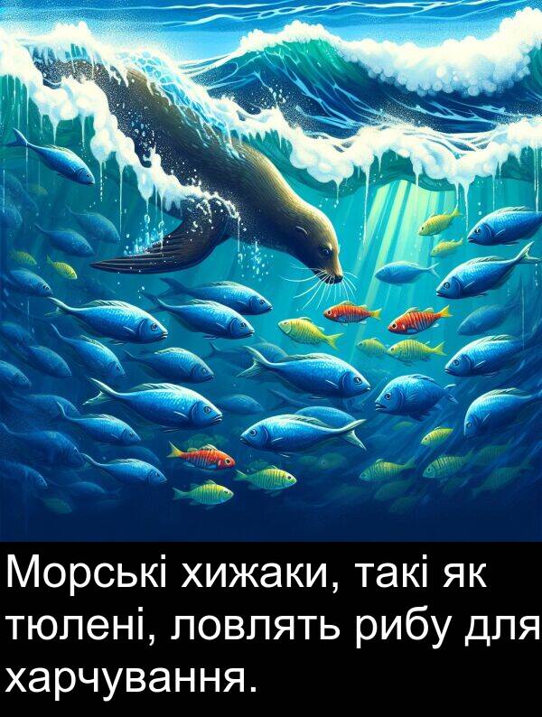 харчування: Морські хижаки, такі як тюлені, ловлять рибу для харчування.