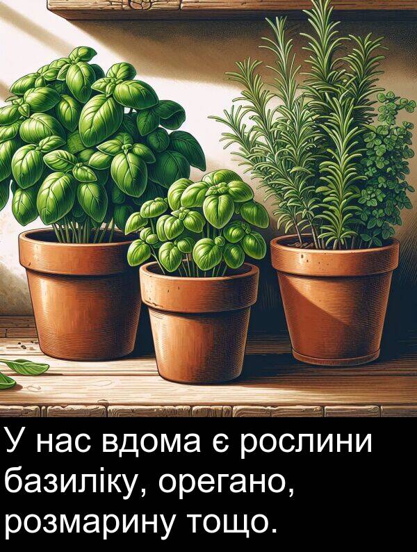 орегано: У нас вдома є рослини базиліку, орегано, розмарину тощо.