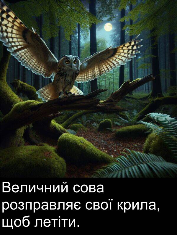 летіти: Величний сова розправляє свої крила, щоб летіти.