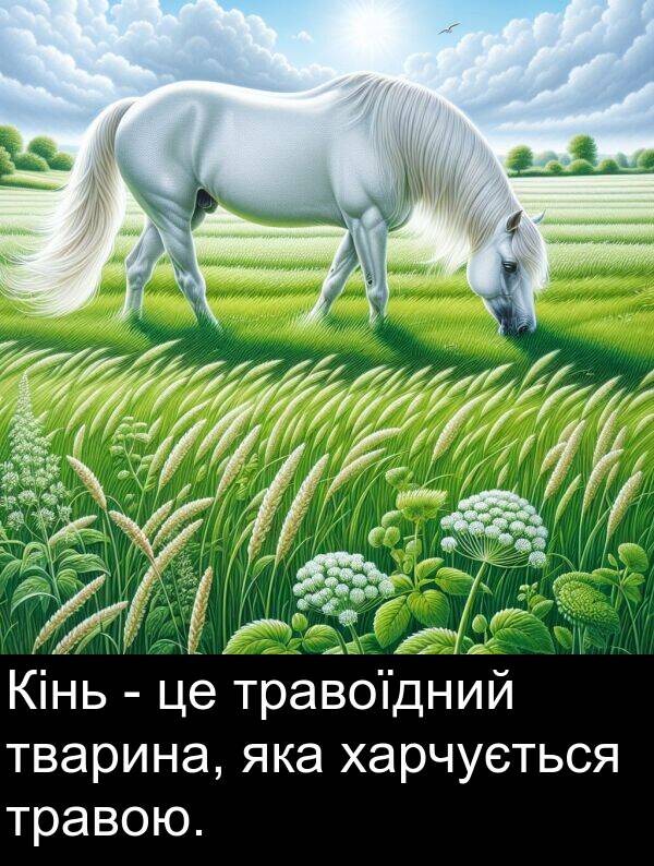 харчується: Кінь - це травоїдний тварина, яка харчується травою.