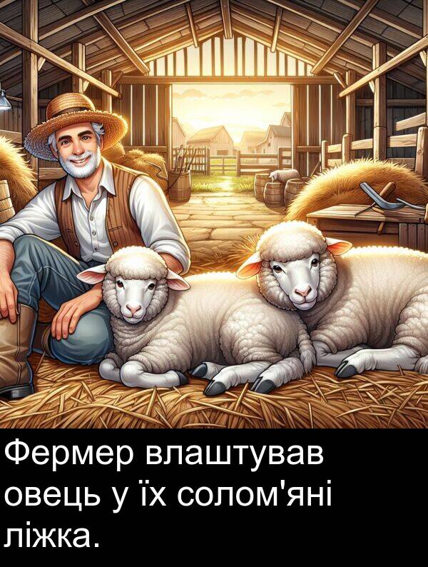ліжка: Фермер влаштував овець у їх солом'яні ліжка.