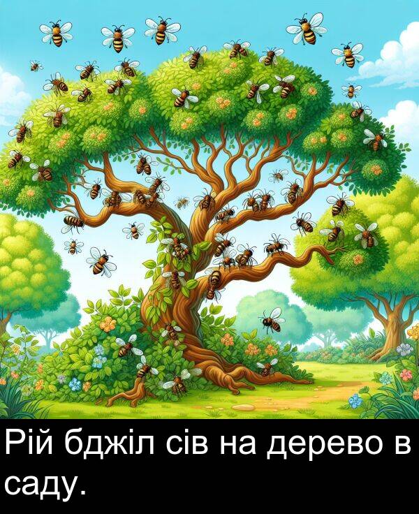 бджіл: Рій бджіл сів на дерево в саду.