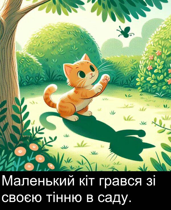 саду: Маленький кіт грався зі своєю тінню в саду.