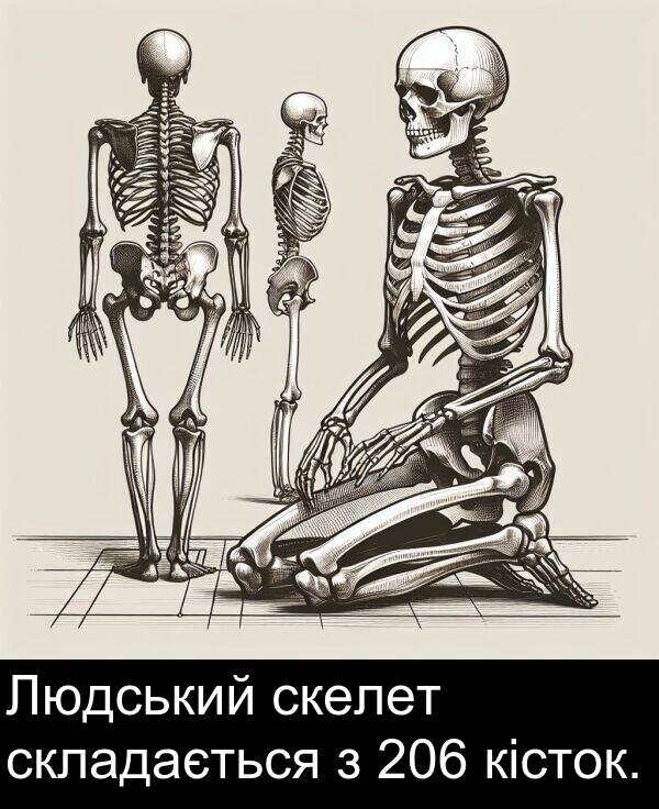 скелет: Людський скелет складається з 206 кісток.