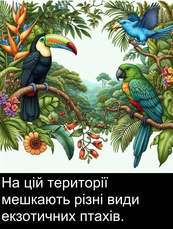 різні: На цій території мешкають різні види екзотичних птахів.